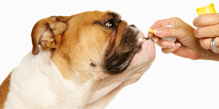 Comprehensive Pain Management for Pet Guests