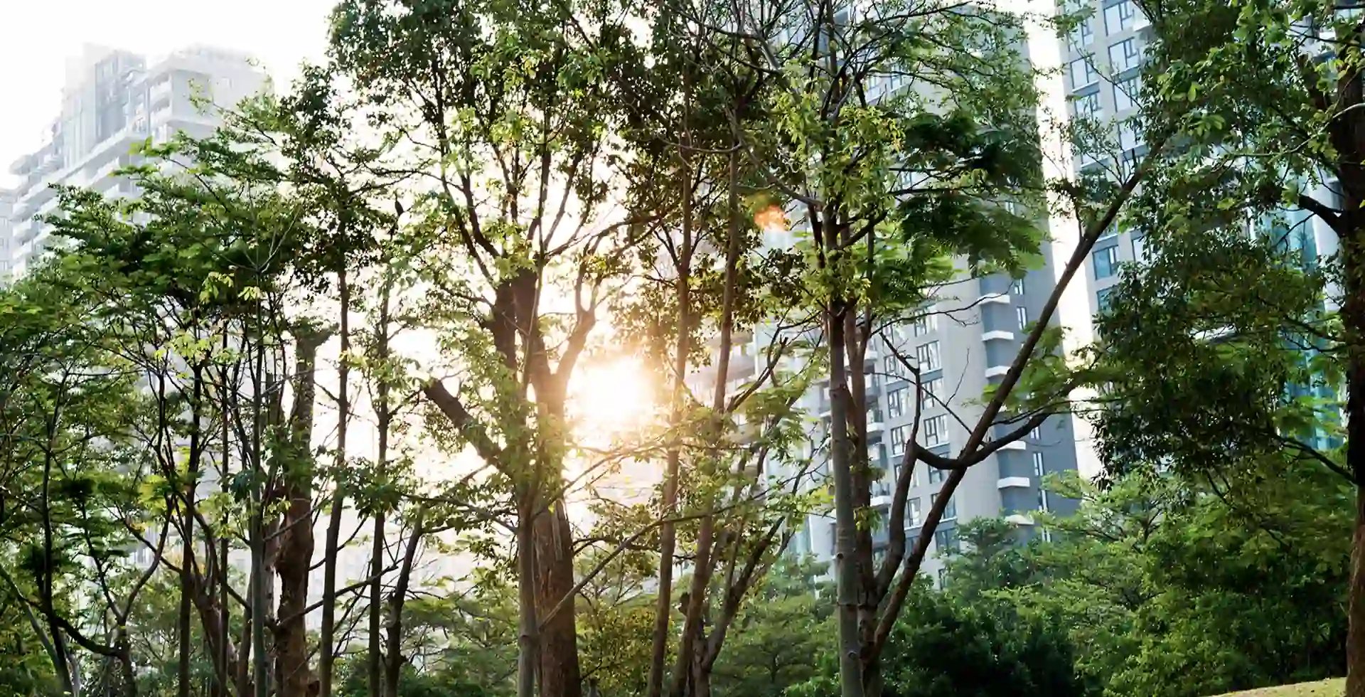 Advantages of Adopting Carbon Offsets in Hotel Management